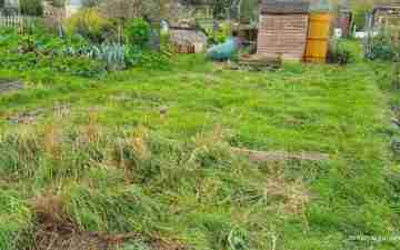 An overgrown allotment. Photo credit: Sarah Baker, minimalgardener.com.