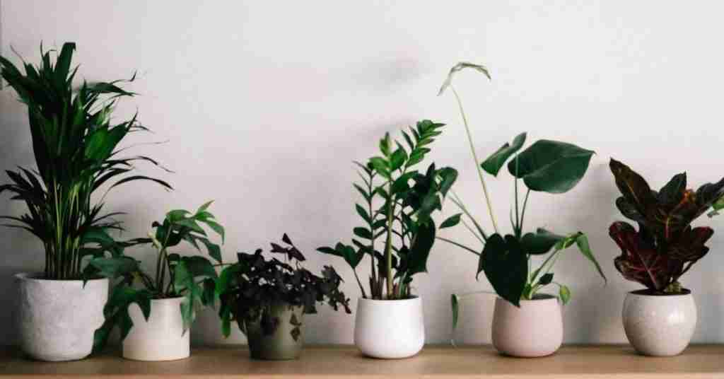 A row of indoor plants in pots. Photo copyright, Annie Spratt via unsplash.com.