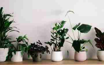 A row of indoor plants in pots. Photo copyright, Annie Spratt via unsplash.com.