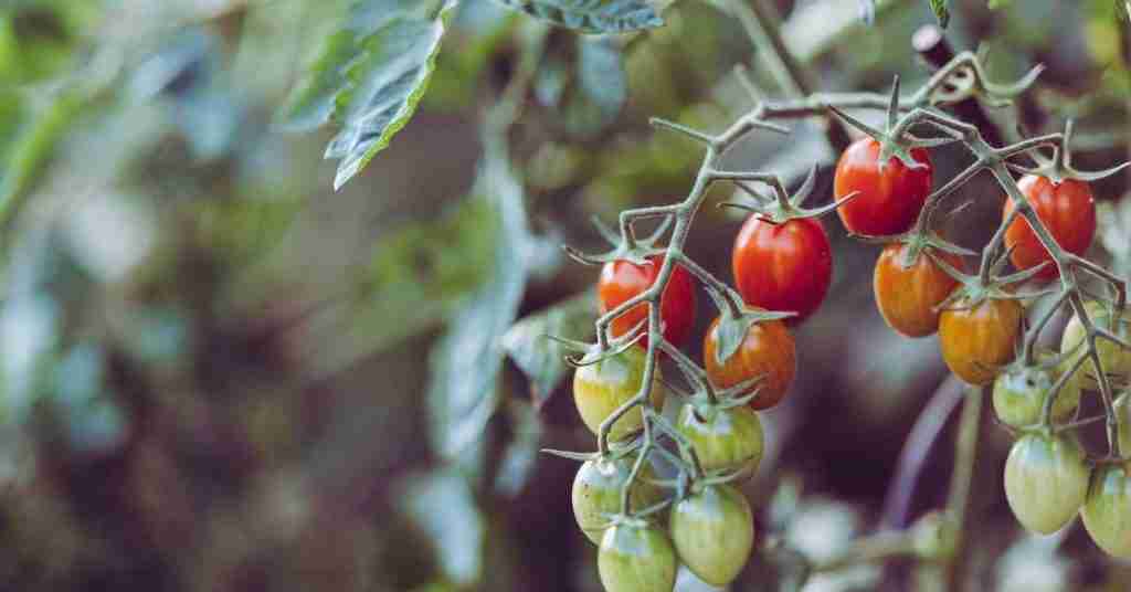 Tomatoes on a vine as an example of permaculture gardening. Photo: Markus Sposke via unsplash.com.