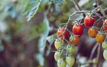 Tomatoes on a vine as an example of permaculture gardening. Photo: Markus Sposke via unsplash.com.