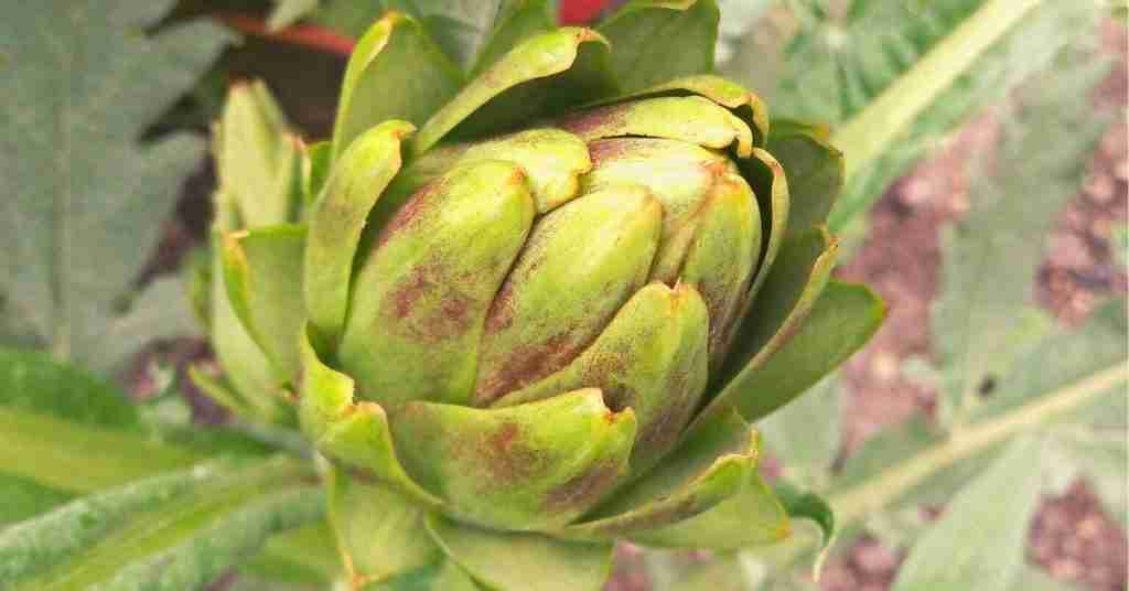 A photo of a globe artichoke, a popular perennial vegetable. Photo copyright: Sarah Baker - minimalgardener.com.