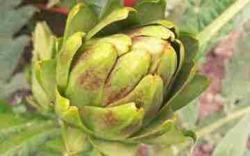 A photo of a globe artichoke, a popular perennial vegetable. Photo copyright: Sarah Baker - minimalgardener.com.