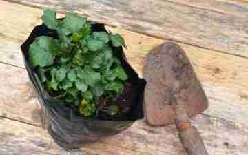 A garlic cress plant & a trowel.