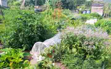History of allotments in the UK. A photo of an allotment. Photo: Sarah Baker.