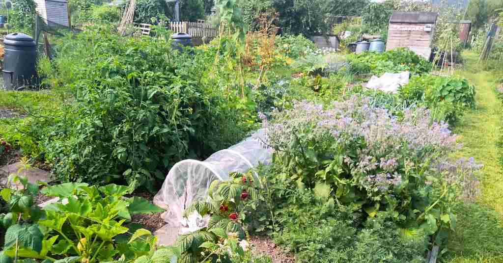 History of allotments in the UK. A photo of an allotment. Photo: Sarah Baker.